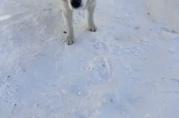 Найдена собака, Благовещенск, фото: Найдена собака, Красноармейская улица, 194, Благовещенск - белая типа лайки