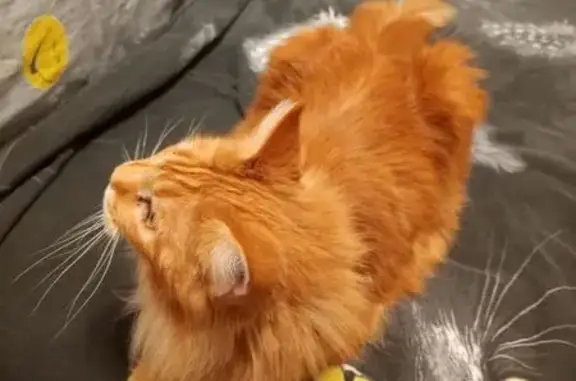 Кошки потеряшки, Нижний Новгород, фото: Потеряшка кошка, Львовская улица, Нижний Новгород