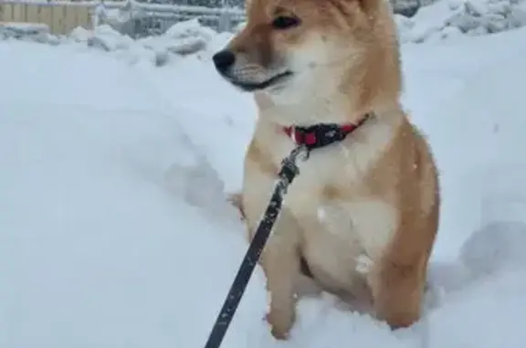 Пропала собака, Владимировка, Московская область - рыжая, как лисичка - photo