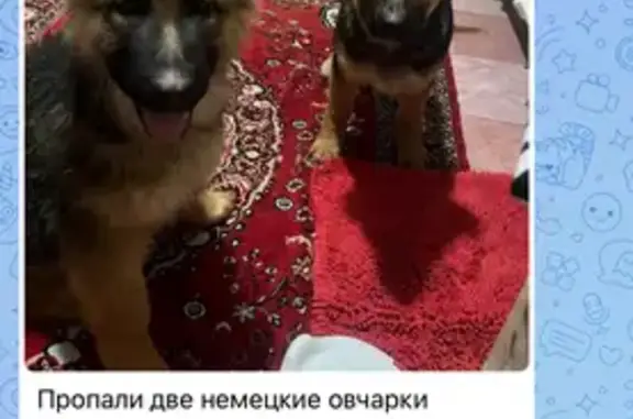 Пропал собака, улица Победы, 32, Серов - два щенка овчарки - photo