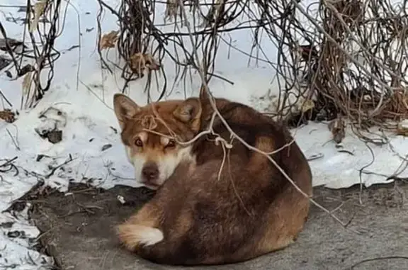 Найдена собака, Омск, фото: Найдена собака, улица Бархатовой, 7, Омск - мальчишка чистый и упитанный