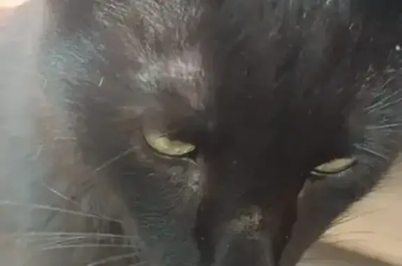 Пропал кот, Ржевская улица, 50, Екатеринбург - черный, последний раз видели 19 февраля - photo