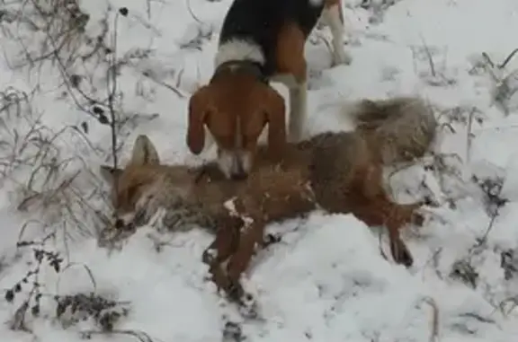Пропала собака, Варыпаево, Пензенская область - photo