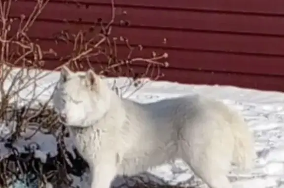 Найдена собака, Барнаул, фото: Найдена собака, улица Георгия Исакова, 129А, Барнаул - белая с голубыми глазами