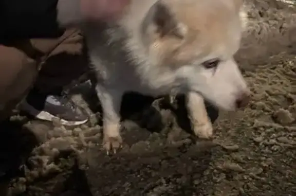 Найдена собака, Москва, фото: Найдена собака, Живописная улица, 42, Москва - девочка хаски