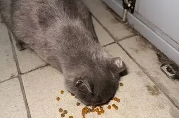 Найденные животные Уфа, фото: Найден кот, Черниковская улица, Уфа - серый и жалобно орёт