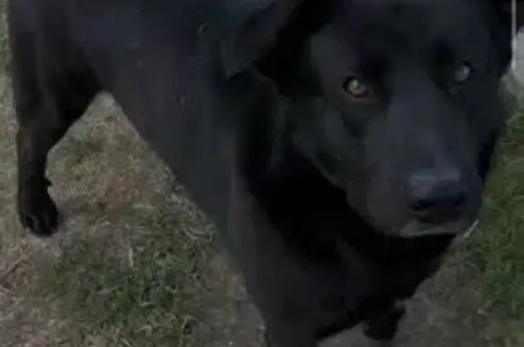 Пропал собака, улица Карла Либкнехта, 28, Мурманск - чёрный - photo