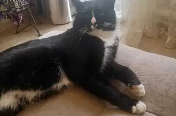 Пропал кот, Магаданская улица, 28, Хабаровск - крупный, упитанный, чёрный с белым - photo