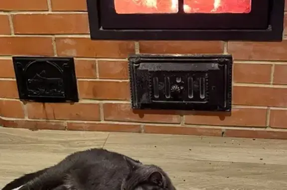 Пропала кошка, 8-я и 9-я линии, 6, Клин - серая, шерсть как у британской - photo