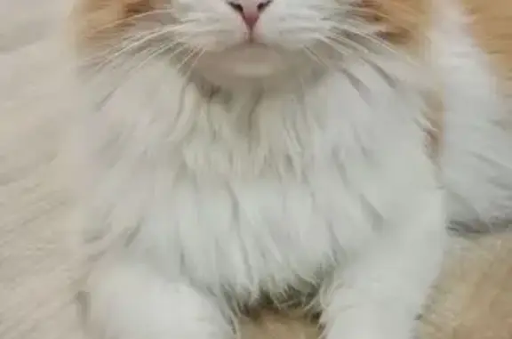 Пропал кот, Астрономическая улица, 1Б, Хабаровск - рыже-белый окрас - photo