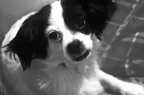 Пропала собака, улица Победы, 34, Советск - маленькая беленькая с черными ушками - photo