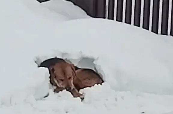 Найденные животные Золотово, фото: Найден собака, Золотово, Московская область - слепой, черно-рыжий окрас