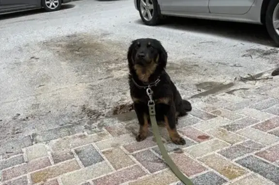 Найдена собака, Ставрополь, фото: Найдена собака, девочка, Октябрьская улица, 233, Ставрополь