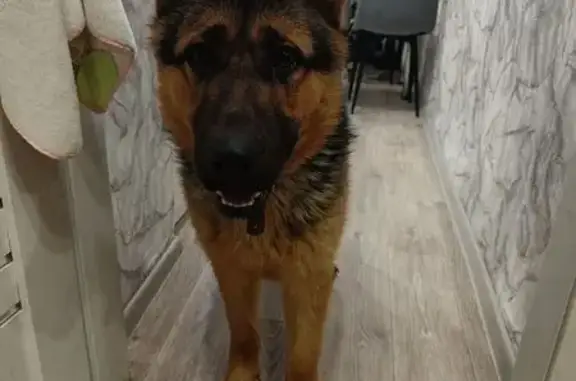 Найдена собака, Ульяновск, фото: Найдена собака, улица Артёма, Ульяновск - похожа на немецкую овчарку