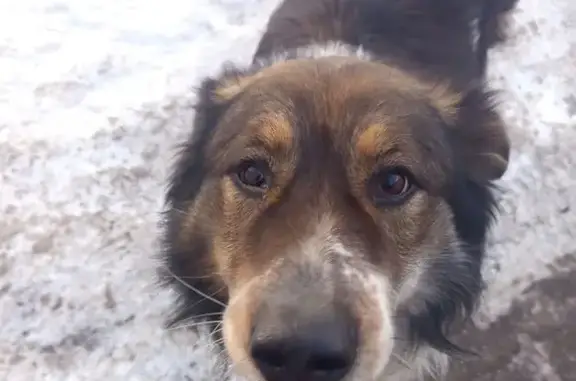 Найдена собака, Приволжский, фото: Найден собака, 3, Приволжский - очень добрый, не агрессивный