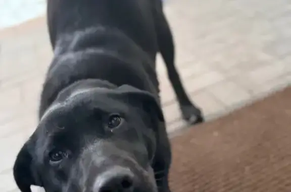 Найдена собака, ище, фото: Найдена собака, улица Нефтяников, Городище - женская, ласковая и чистенькая