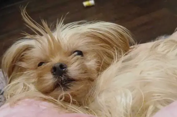 Пропала собака, Казань, Татарстан - маленькая девочка бежевого цвета - photo