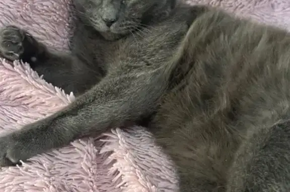 Пропал кот, Штурманская улица, Хабаровск - серый окрас, кастрированный - photo