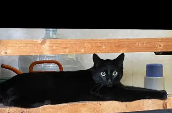 Пропала кошка, Вокзальная улица, 18, Гатчина - photo