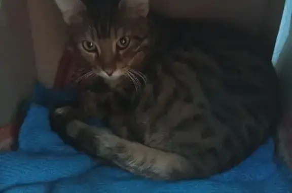 Найденные животные Уфа, фото: Найдена кошка, улица Блюхера, 44, Уфа - кастрированный молодой кот