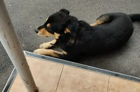 Найдена собака, Ростов-на-Дону, фото: Найдена собака, 2-я Краснодарская улица, Ростов-на-Дону - большой и миролюбивый