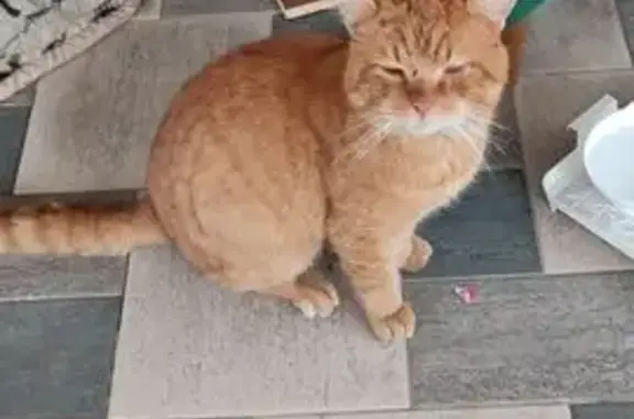 Найдена кошка, Голенищево, фото: Найден кот, деревня Голенищево, Московская область - рыжий и ласковый