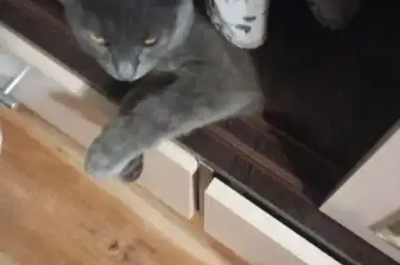 Пропала кошка, улица Нефтяников, 23, Азнакаево - дымчатая серая, красный ошейник - photo