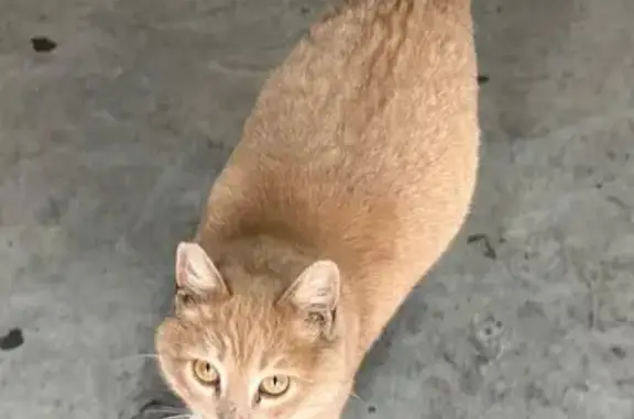 Найдена кошка, Нижние Присады, фото: Найден кот, Нижние Присады, Тульская область - персикового окраса, кастрированный