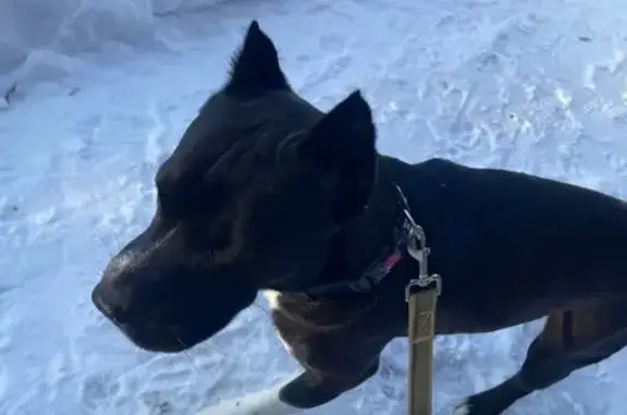 Найдена собака, ец, фото: Найден собака, улица Я.Петрова, Городец - черно-белый с купированными ушами