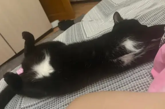 Пропала кошка, улица Ползунова, 21, Тула - белые пятна на животе - photo