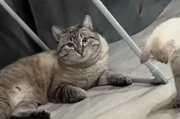 Пропал кот, улица Застройщиков, Кемерово - серый в полоску - photo