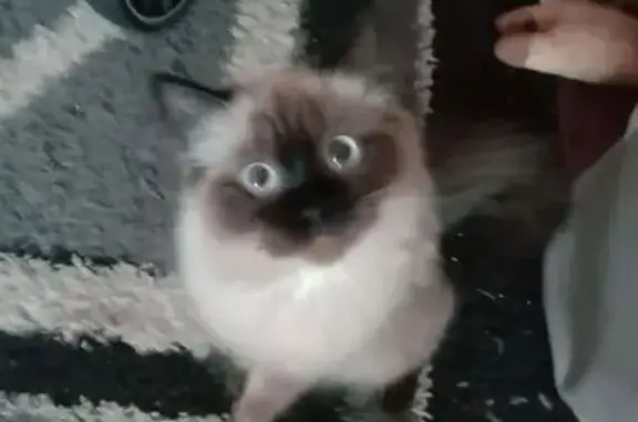 Кошки потеряшки, Копейск, фото: Потеряшка кошка, Коммунистический проспект, Копейск - трёхшёрстная сиамская