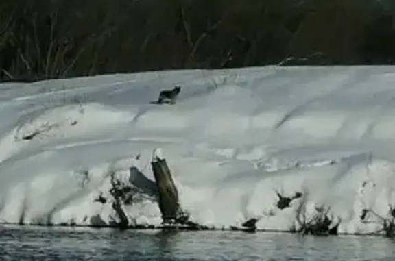 Найдена собака, Пенза, фото: Найдена собака, «Урал», городской округ Пенза - немецкая овчарка