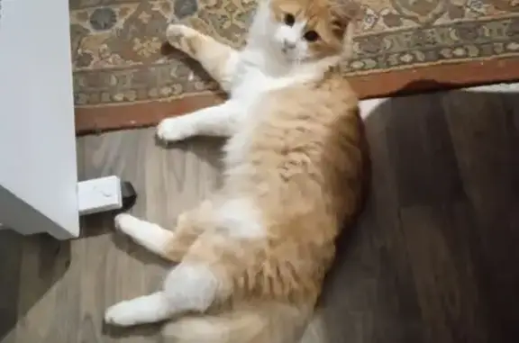 Кошки потеряшки, Туапсе, фото: Потеряшка кот, улица Нахимова, Туапсе - рыже-белый, пушистый