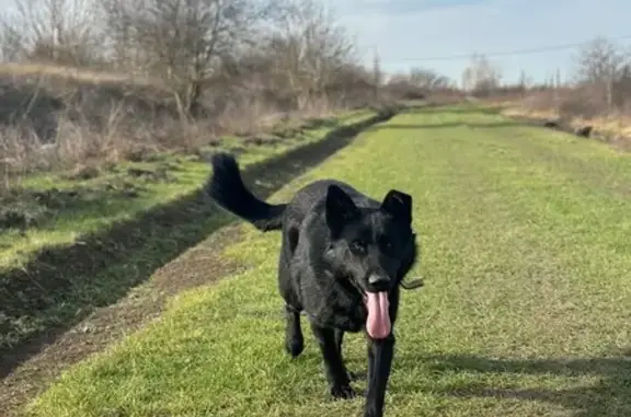 Пропал собака, Смоленское сельское поселение, Смоленское - чёрная немецкая овчарка, вес 40-45 кг - photo