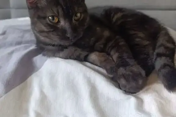 Найдена кошка, Иркутск, фото: Найден кот, улица Тельмана, 38, Иркутск - голова испачкана в краске