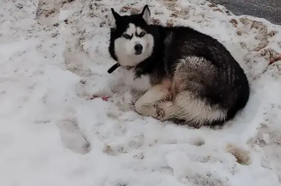Найдена собака, Воронеж, фото: Найден собака, Новосибирская улица, Воронеж - хаски с ошейником