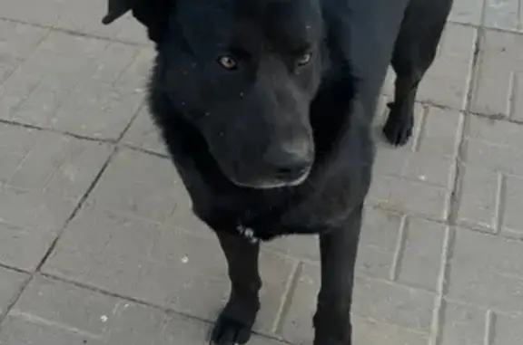 Собаки потеряшки, Михеево, фото: Потеряшка собака, Михеево, Московская область - чёрная с белым пятнышком