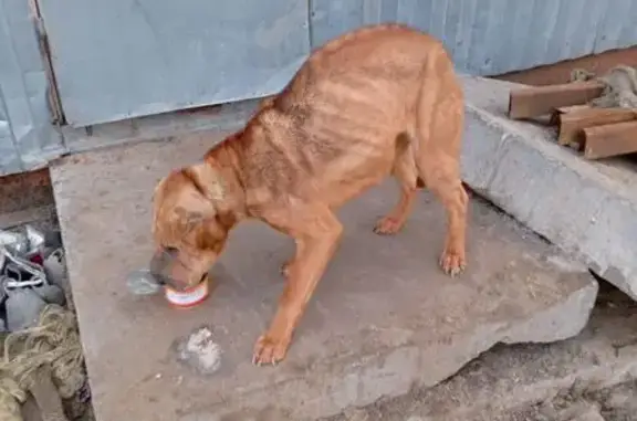 Найдена собака, Обильненское, фото: Найдена собака, женский пол, Ростов-на-Дону — Азов, Обильненское сельское поселение