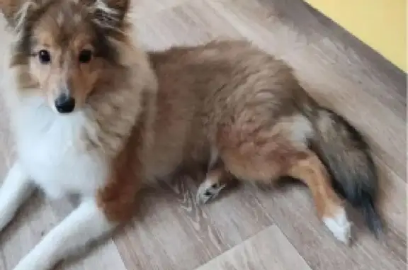 Пропал собака, Воронцовский бульвар, Мурино - в синем комбинезоне - photo