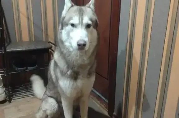 Найдена собака, Псков, фото: Найден собака, улица Николая Васильева, 14, Псков - мальчик хаски