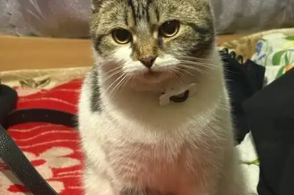 Пропал кот, улица Красина, Ленинск-Кузнецкий - трёхшерстный, между глаз буква «м» - photo