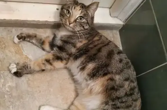 Найдена кошка, Москва, фото: Найдена кошка, Планерная улица, 14 к5, Москва - ласковая, с зелёными глазами