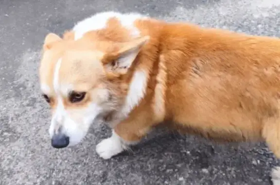 Найдена собака! Породы Корги, кабель! Временно взяла к себе! Оставить на долго не могу! Рита 89529729692