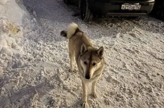 Найдена собака, Нижний Новгород, фото: Найдена собака, улица Александра Хохлова, 3, Нижний Новгород - домашняя, ласковая лайка