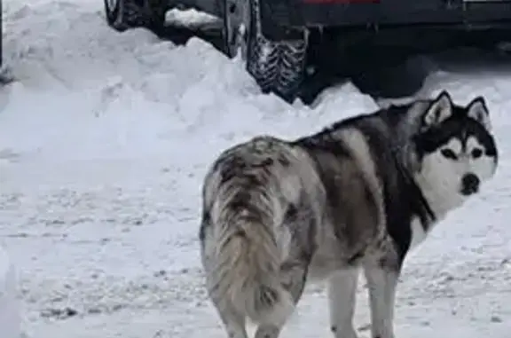 Найдена собака, Йошкар-Ола, фото: Найдена собака, улица Суворова, Йошкар-Ола - похожа на хаски