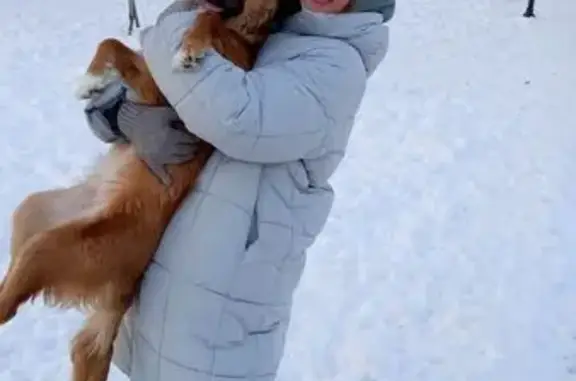 Пропала собака, улица Ольги Берггольц, Санкт-Петербург - рыжая девочка среднего роста - photo