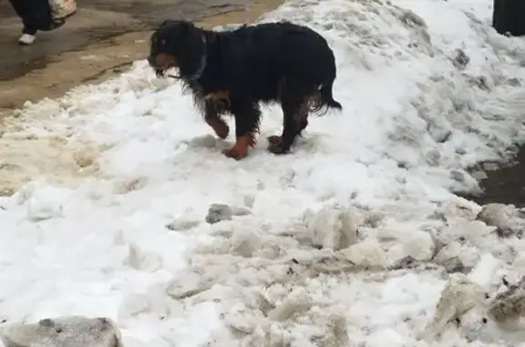 Найдена собака, Воронеж, фото: Найдена собака, улица Героев-Сибиряков, Воронеж
