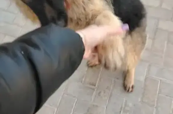 Найдена собака, Оренбург, фото: Найдена собака, улица Юркина, 6, Оренбург - молодая овчарка