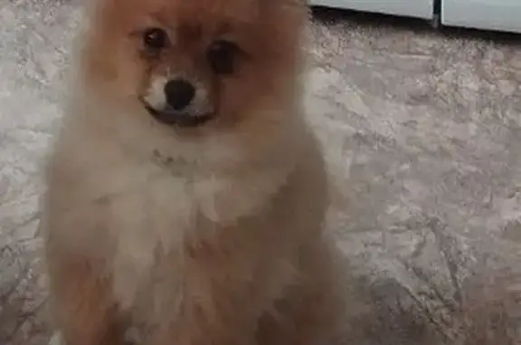 Пропала собака, Большие Медведки, Степной - светло рыженький с пушистым хвостиком - photo